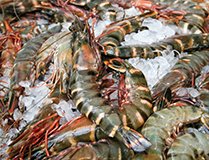 Australian Seafood Exporters